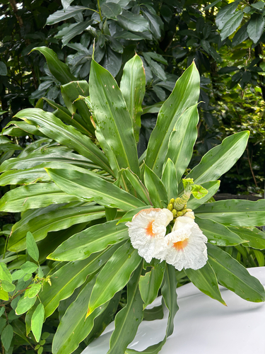 Dimerocostus strobilaceus, 2026-07-23