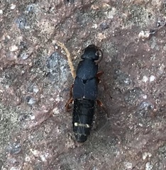 Platydracus fulvipes