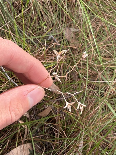 Murdannia graminea observed 2026-07-23
