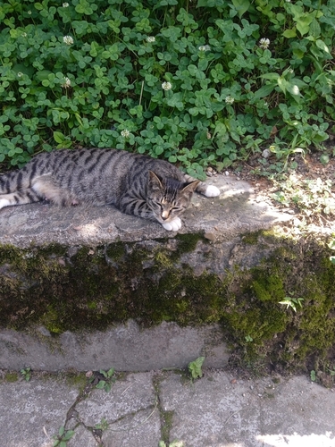 Domestic Cat