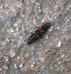 Platydracus fulvipes