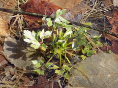 Ranunculus hispidus nitidus