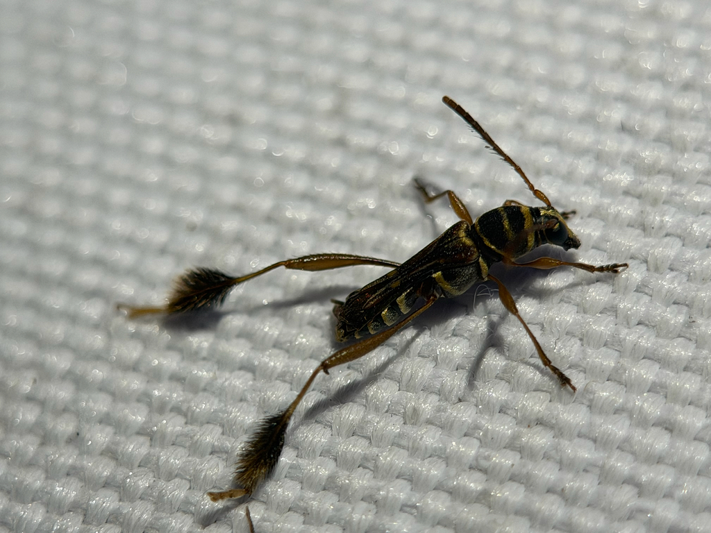 Phespia corinna