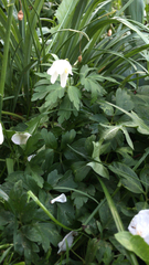 Anemonoides nemorosa