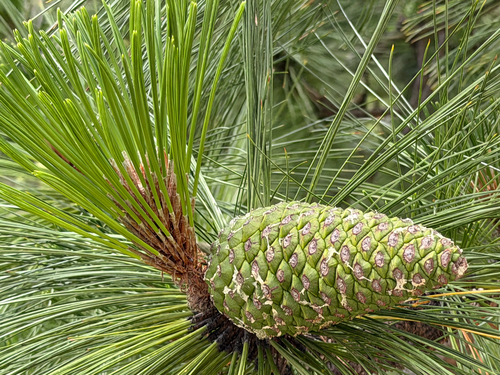 Pinus montezumae