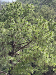 Pinus montezumae, photograph (c) Cody Hinchliff, some rights reserved (CC BY)