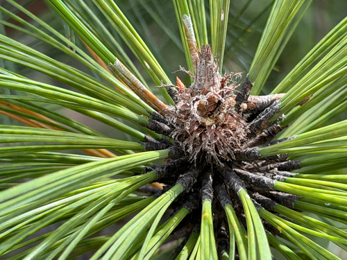 Pinus montezumae, photograph 2