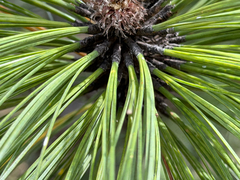 Pinus montezumae, photograph (c) Cody Hinchliff, some rights reserved (CC BY)