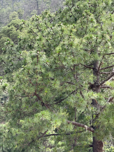 Pinus montezumae, photograph 6