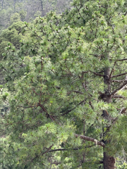 Pinus montezumae, photograph (c) Cody Hinchliff, some rights reserved (CC BY)