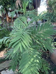 Chamaedorea microspadix