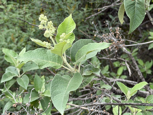 Buddleja cordata, photograph 3