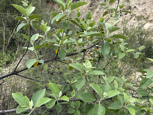 Buddleja cordata, photograph 6