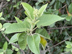 Buddleja cordata, photograph (c) Cody Hinchliff, some rights reserved (CC BY)