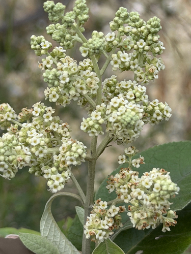Buddleja cordata, photograph 4