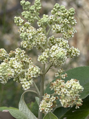Buddleja cordata, photograph (c) Cody Hinchliff, some rights reserved (CC BY)