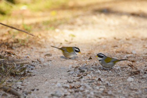 Moss-backed Sparrow (Arremon dorbignii), photo 7