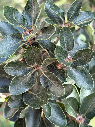 Quercus striatula (Quercus striatula)