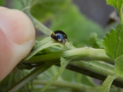 Cheilomenes propinqua