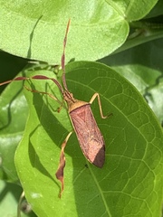 Chondrocera laticornis