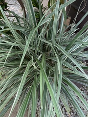 Ophiopogon jaburan