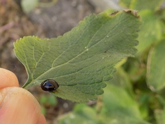 Cheilomenes propinqua