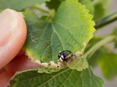 Cheilomenes propinqua