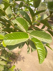 Magnoliopsida