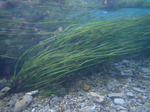 Zizania texana, photograph 6