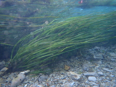 Zizania texana, photograph (c) Reid Hardin, some rights reserved (CC BY)
