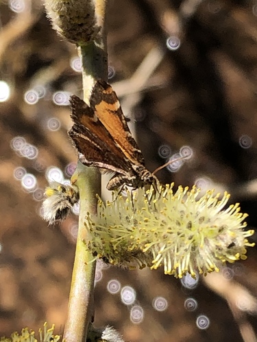 Stamnodes topazata