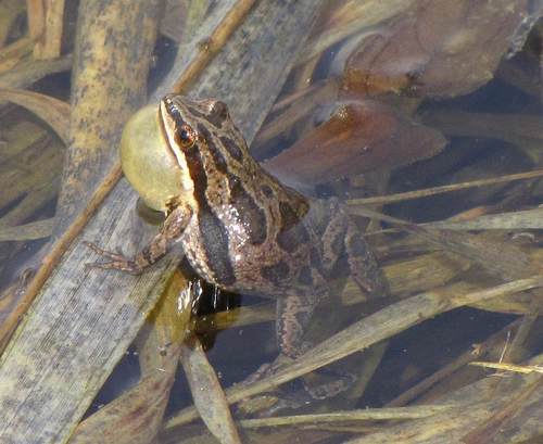 Boreal Chorus Frog