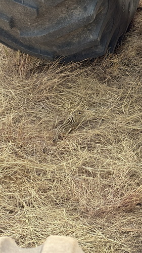 Thirteen-lined Ground Squirrel