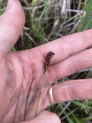 Carex diandra, photograph 1