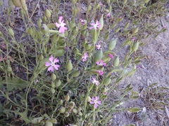 Silene conica