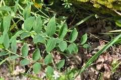 Lathyrus polyphyllus