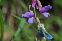 Lathyrus polyphyllus