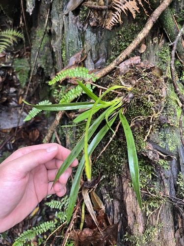 Cymbidium floribundum observed 2026-07-20