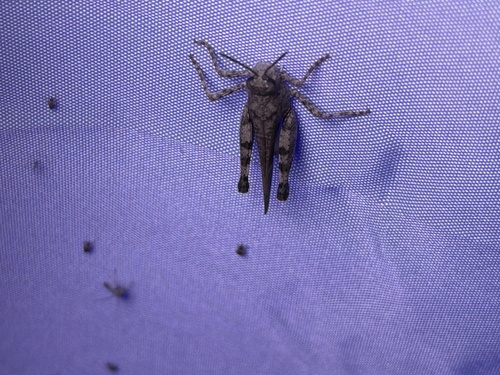 Southwestern Dusky Grasshopper