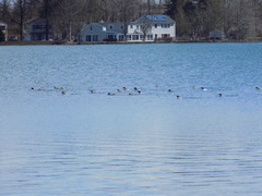 Mergus merganser