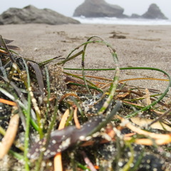 Phyllospadix torreyi, photograph (c) Tynen Benson, some rights reserved (CC BY)