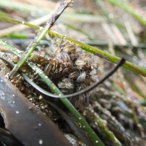 Phyllospadix torreyi, photograph 5