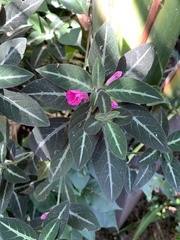 Ruellia makoyana