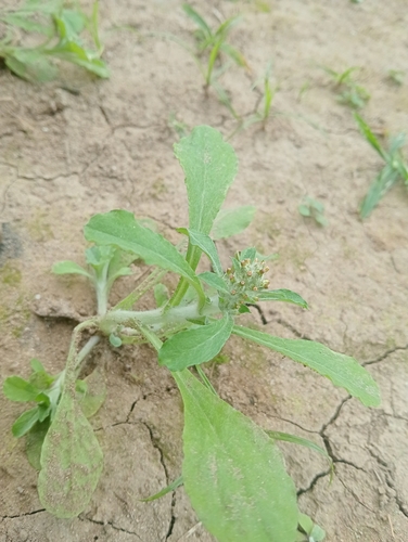 Pennsylvania Cudweed