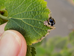 Cheilomenes propinqua