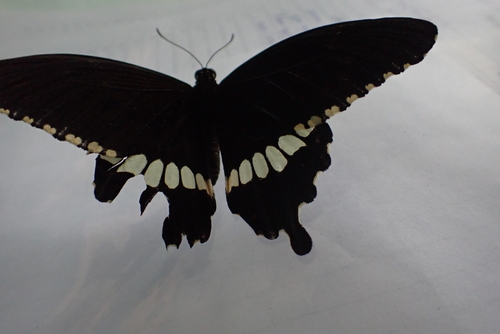 Common Mormon Swallowtail