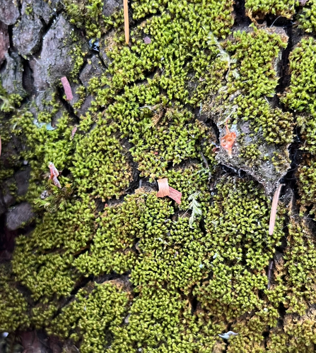 Zygodon viridissimus observed 2026-07-23