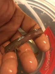 Noturus leptacanthus