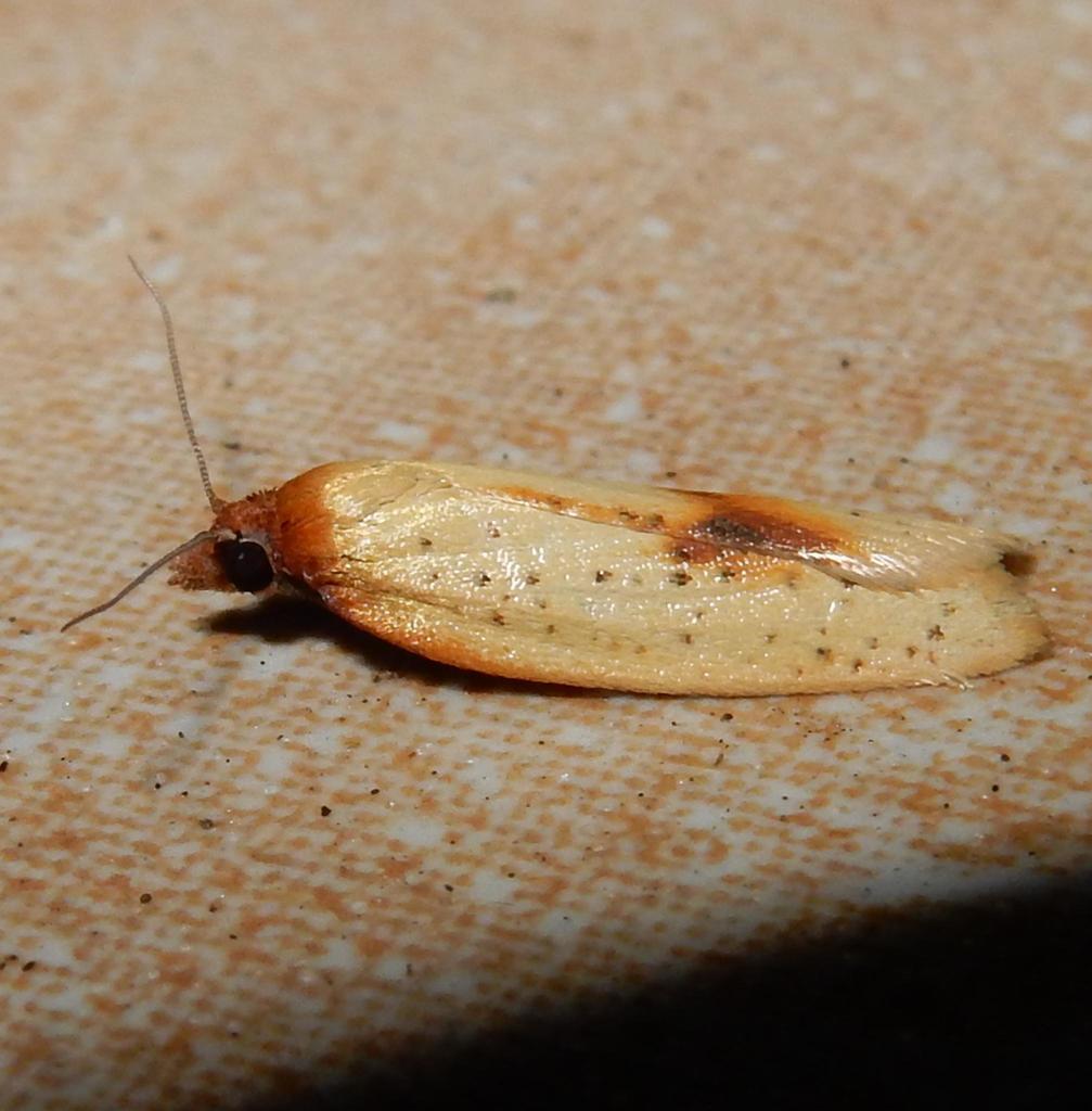 African Carnation Tortrix