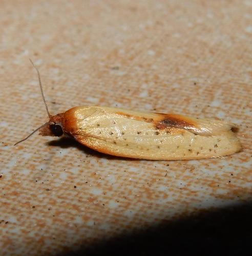 African Carnation Tortrix